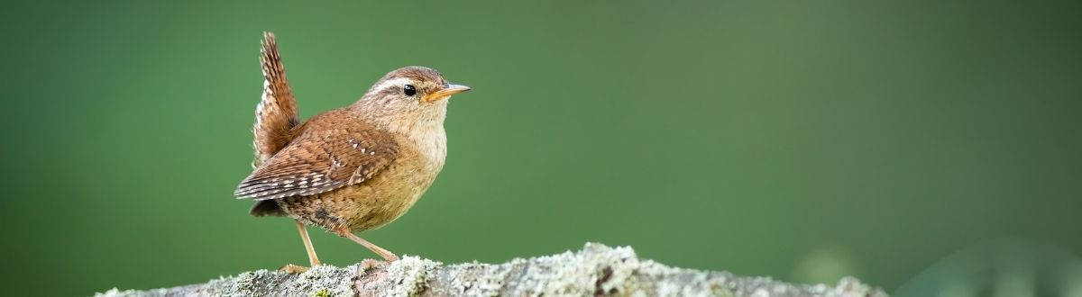 [paste advice page name here]